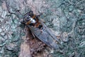 Cicada close up photo
