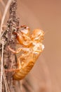 Cicada Royalty Free Stock Photo