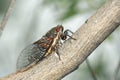 Cicada Royalty Free Stock Photo