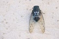 Cicada Royalty Free Stock Photo