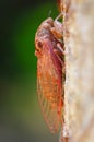 Cicada Royalty Free Stock Photo