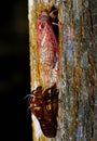 Cicada Royalty Free Stock Photo