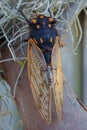 Cicada sitting on tree close-up Royalty Free Stock Photo