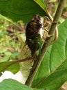 Cicada Closeup Royalty Free Stock Photo