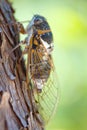 Cicada closeup Royalty Free Stock Photo