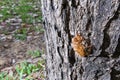 Cicada closeup Royalty Free Stock Photo