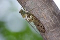 Cicada Royalty Free Stock Photo