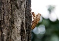 Cicada crust.