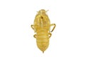 A cicada crust on white background
