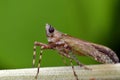 The cicada Cryptotympana atrata Fabricius