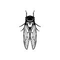 Cicada design vector illustration, Creative Cicada logo design concept template, symbols icons Royalty Free Stock Photo