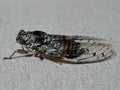 Cicada - detail of an insect living by the seaside Royalty Free Stock Photo