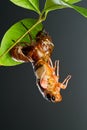 Cicada eclosion 2