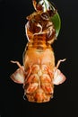 Cicada eclosion 3