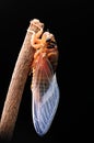Cicada eclosion 10 Royalty Free Stock Photo