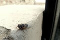 Cicada in El Paso, Texas Royalty Free Stock Photo