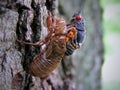 Cicada Emerging from Cacoon