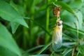 Cicada emerging from exoskeleton on green leaf. Royalty Free Stock Photo