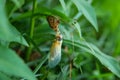Cicada emerging from its exoskeleton on a green leaf, showcasing nature's transformation process. Royalty Free Stock Photo
