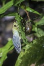 Cicada emerging and pumping up wings in jungle Royalty Free Stock Photo