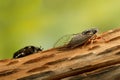 Cicada Euryphara, known as european Cicada, crawling on the trunk of a tree on green background.