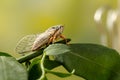 Cicada Euryphara, known as european Cicada, sitting on a twig with a green background.
