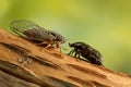 Cicada Euryphara and Rose chafer on a twig looks at each other on green background.