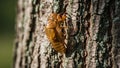 A cicada exoskeleton is attached to the rough bark of a tree Royalty Free Stock Photo