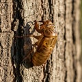 A cicada exoskeleton is attached to the rough bark of a tree Royalty Free Stock Photo