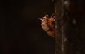 Cicada Exoskeleton in backlight. Royalty Free Stock Photo