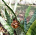 cicada exoskeleton A cicada exoskeleton on a St. George\'s sword leaf.