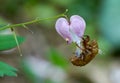 Cicada Exoskeleton Clings to Heart Royalty Free Stock Photo