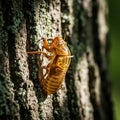 A cicada exoskeleton clings to a tree trunk, showcasing its empty shell Royalty Free Stock Photo