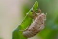 Cicada exoskeleton on a green leaf