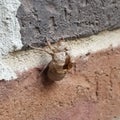 Cicada Exoskeleton shed on a Wall