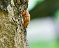 Cicada Exoskeleton Skin Nicaragua