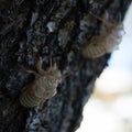 Cicada exoskeleton on a tree