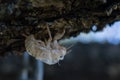 Cicada exoskeleton on a tree