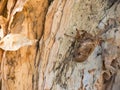Cicada exoskeleton on wood tree surface at a botanical garden. Royalty Free Stock Photo