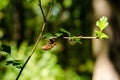 Cicada exuvia after moult