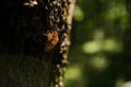 Cicada exuvia after moult