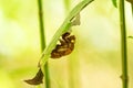A cicada exuvia trapped behind a green leaf. Royalty Free Stock Photo
