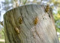 Cicada exuvia on a tree stump