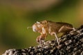 The Cicada exuviae Royalty Free Stock Photo