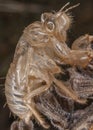Cicada exuviae Royalty Free Stock Photo