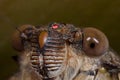 Cicada face shot Royalty Free Stock Photo