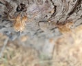 Cicada ghosts haunt a tree trunk in park in Nicosia Cyprus