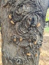 Cicada ghosts haunt a tree trunk in park in Nicosia Cyprus