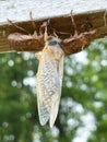 Cicada Gorgeous Wing with Shells Royalty Free Stock Photo