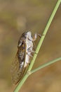 Cicada on grass Royalty Free Stock Photo